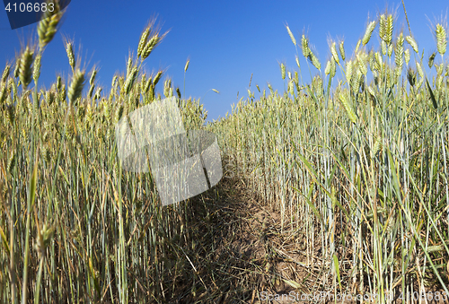 Image of Field with cereal