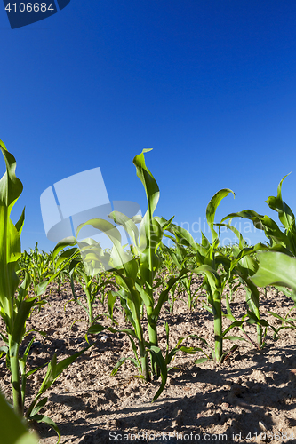 Image of Field of green corn