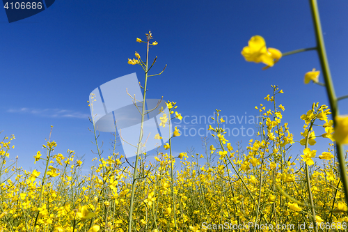 Image of yellow flower rape