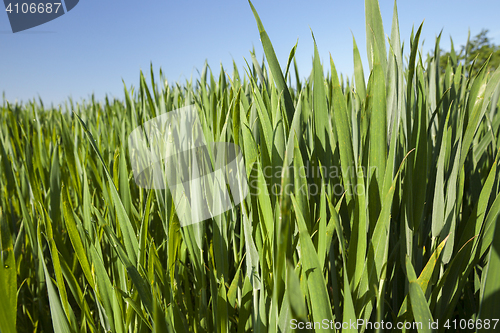 Image of Field with cereal