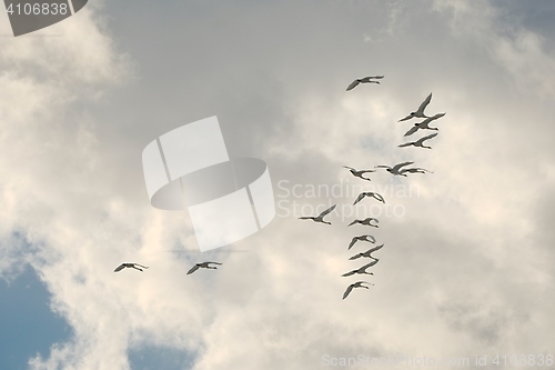 Image of Swan Flying Up