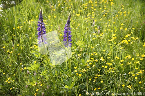 Image of Meadow