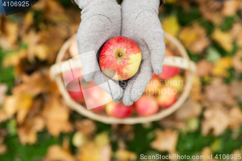 Image of woman with basket of apples at autumn garden