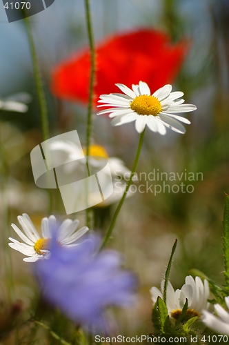 Image of Flowers