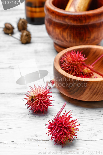 Image of Ornamental medicinal plant