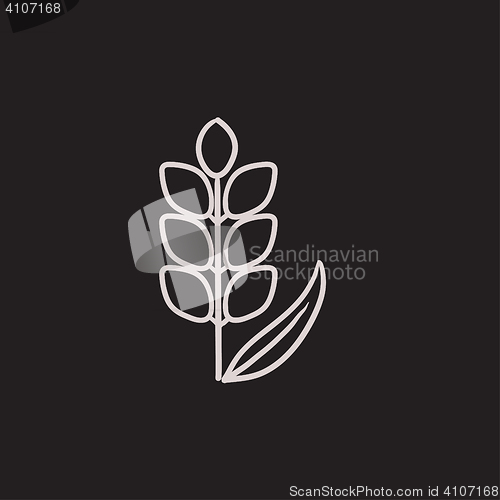 Image of Wheat sketch icon.