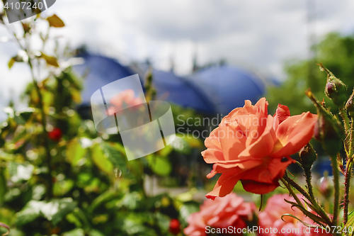 Image of Red rose Cologne