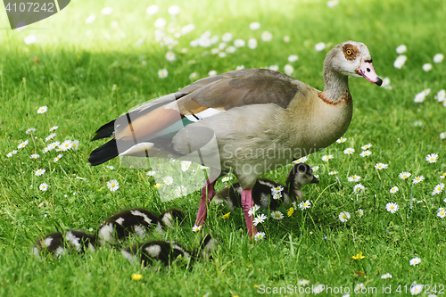 Image of Cute baby ducks