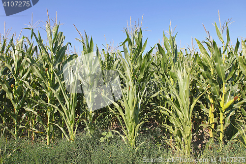 Image of Green Maize