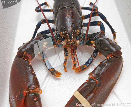 Image of Live Lobster