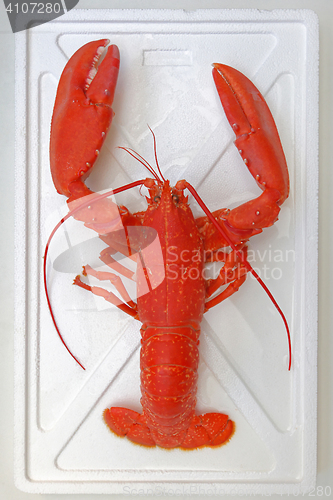 Image of Lobster