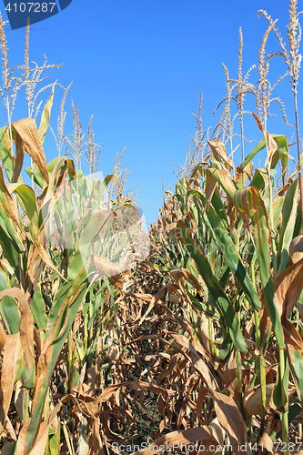 Image of Maize Crops