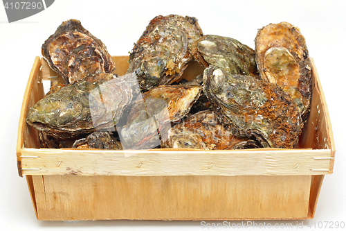 Image of Oysters in Box