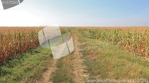 Image of Corn Fields