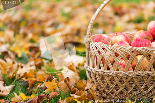 Image of wicker basket of ripe red apples at autumn garden