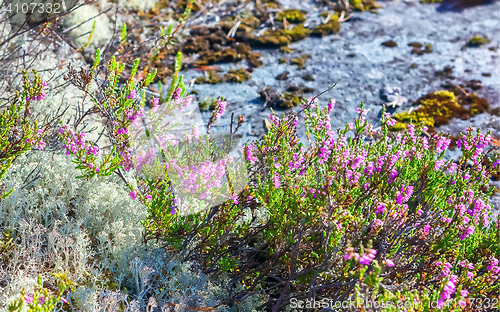 Image of Blooming Heather And Reindeer Lichen Closeup