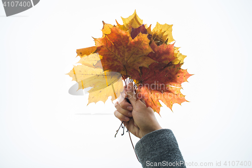 Image of close up of woman hands with autumn maple leaves