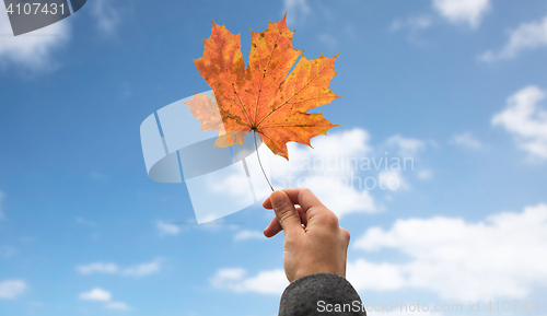 Image of close up of hand with autumn maple leaf over sky