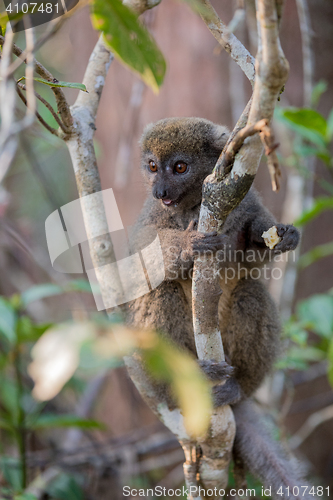 Image of Eastern lesser bamboo lemur (Hapalemur griseus)