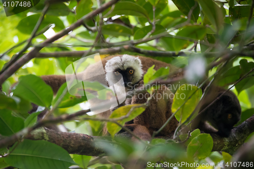 Image of white-headed lemur (Eulemur albifrons) on tree