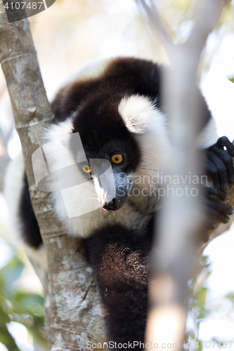 Image of Black-and-white ruffed lemur (Varecia variegata subcincta)