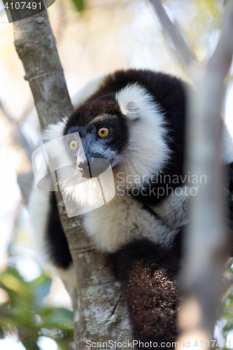 Image of Black-and-white ruffed lemur (Varecia variegata subcincta)