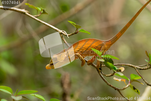 Image of Parson\'s chameleon (Calumma parsonii)