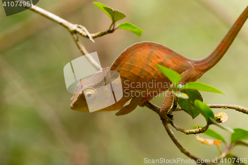 Image of Parson\'s chameleon (Calumma parsonii)