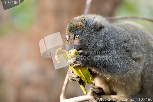 Image of Eastern lesser bamboo lemur (Hapalemur griseus)