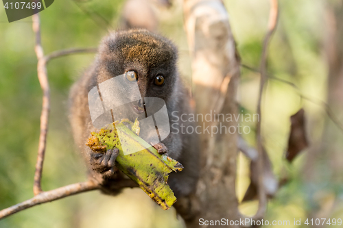 Image of Eastern lesser bamboo lemur (Hapalemur griseus)