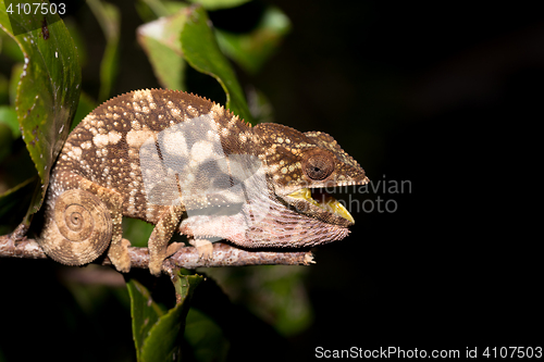 Image of panther chameleon (Furcifer pardalis)