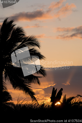 Image of Coconut-tree palm silhouette and sunset over the river