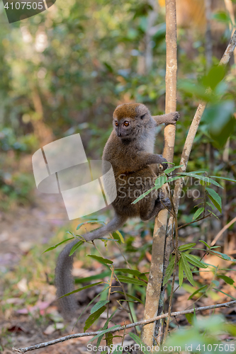 Image of Eastern lesser bamboo lemur (Hapalemur griseus)