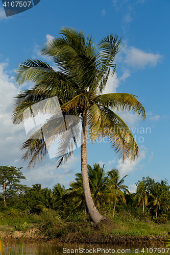 Image of Madagascar river landscape and coconut tree