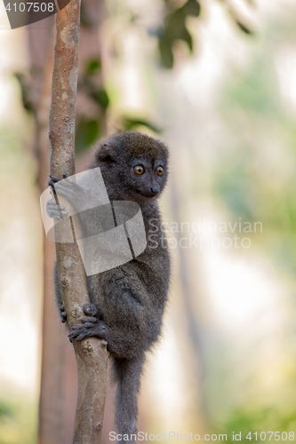 Image of Eastern lesser bamboo lemur (Hapalemur griseus)