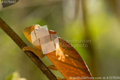 Image of Parson\'s chameleon (Calumma parsonii)