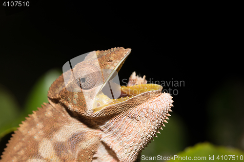 Image of panther chameleon (Furcifer pardalis)