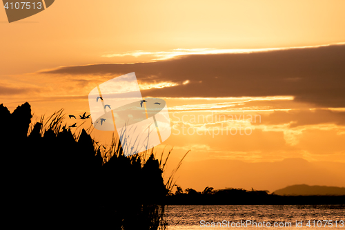 Image of Birds silhouette and sunset over the river