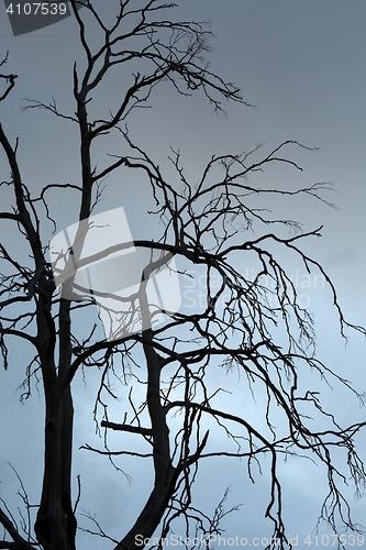 Image of Bare tree branches