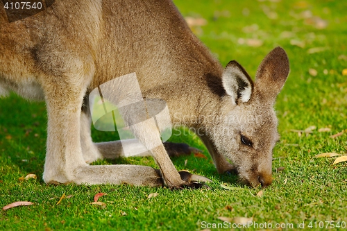 Image of Kangaroo