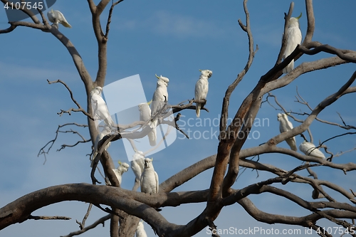Image of Cockatoos on a tree