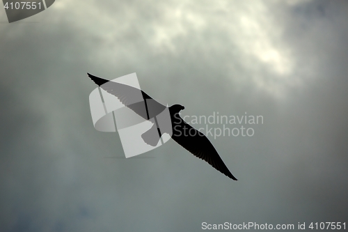 Image of Bird in the dark sky