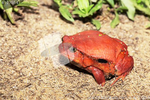 Image of big red Tomato frogs, Dyscophus antongilii