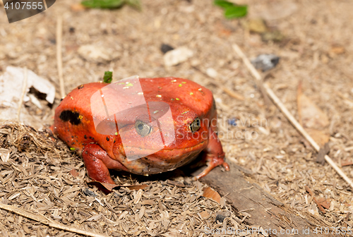 Image of big red Tomato frogs, Dyscophus antongilii