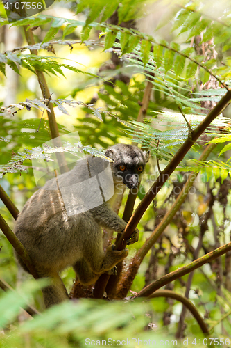 Image of Common brown lemur in top of tree