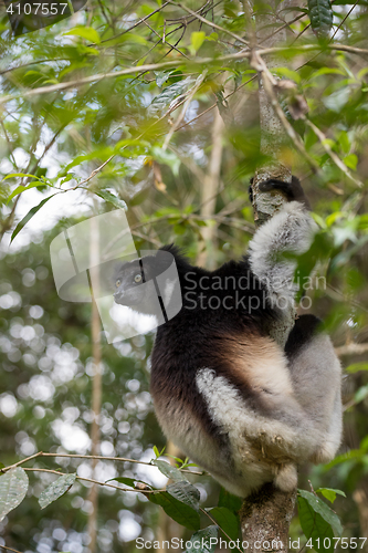 Image of Black and white Lemur Indri on tree