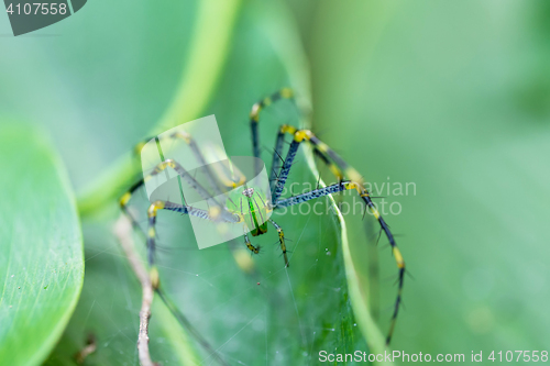 Image of Malagasy green lynx spider (Peucetia madagascariensis)