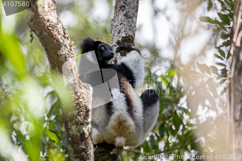 Image of Black and white Lemur Indri on tree