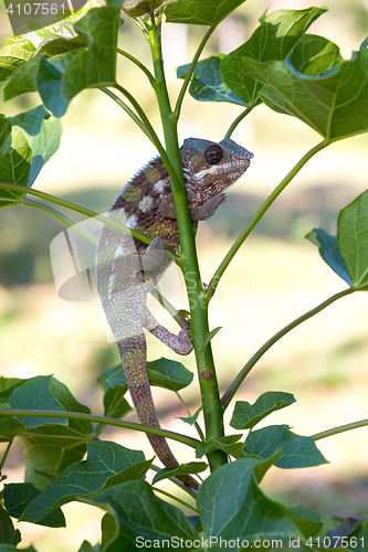 Image of panther chameleon (Furcifer pardalis)