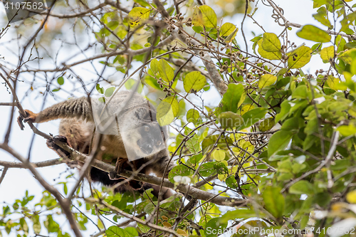 Image of Common brown lemur in top of tree